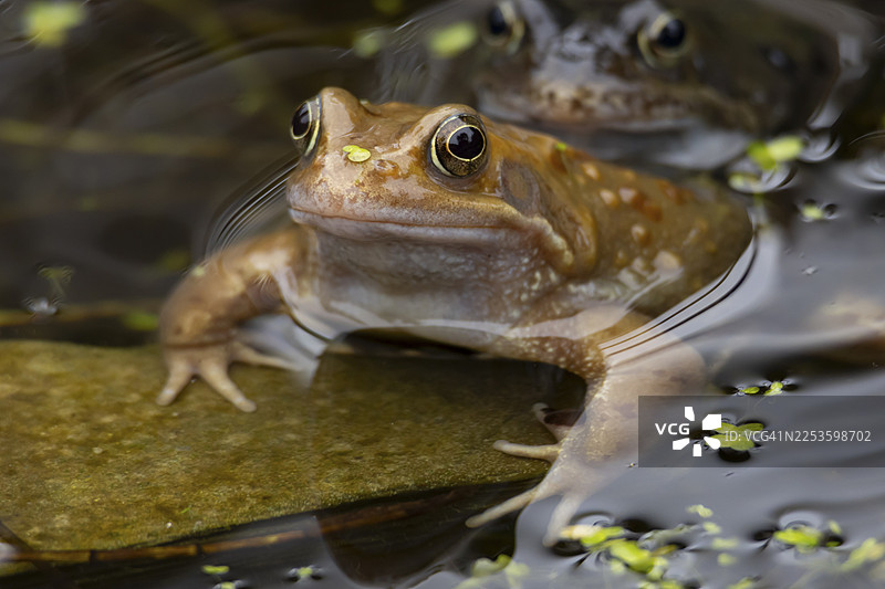 春天，英国池塘水面上的成年普通蛙（Rana temporaria）两栖动物图片素材