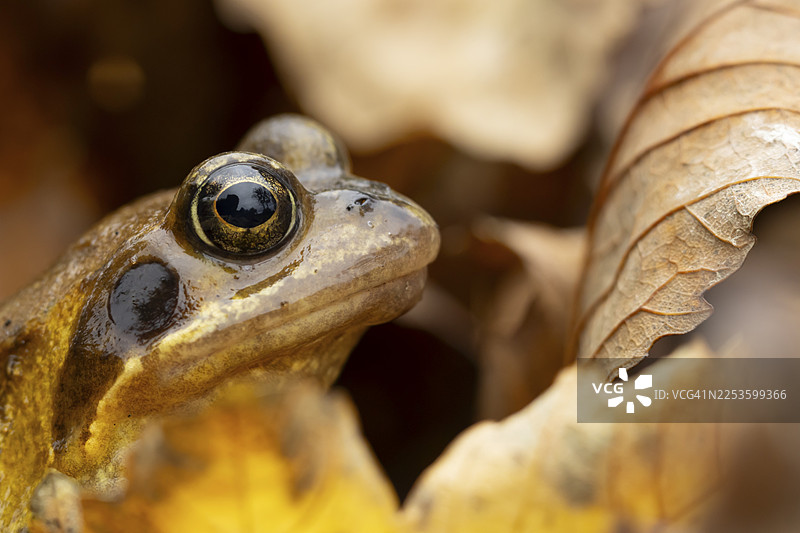常见的欧洲助产蟾蜍（Rana temporaria）成体两栖动物，栖息在英国英格兰的落叶秋叶中图片素材