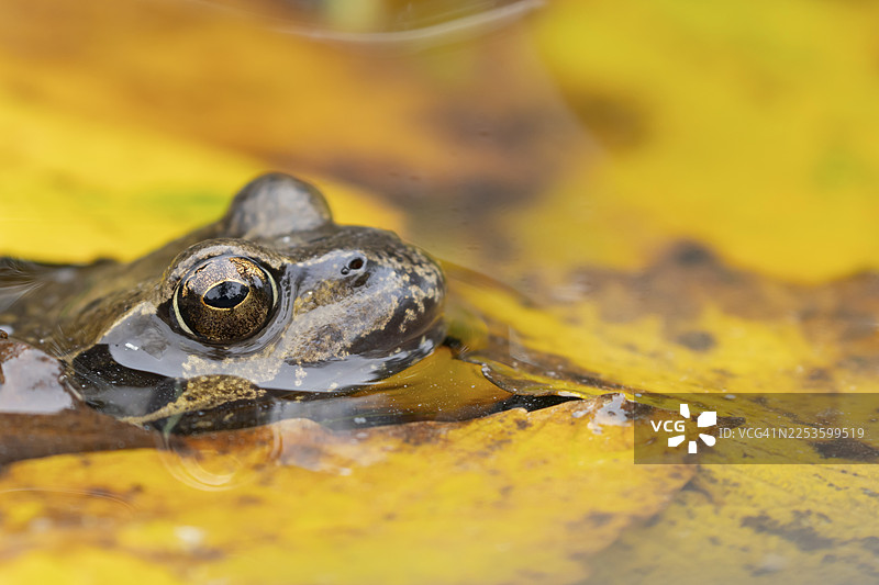 普通蛙（Rana temporaria）成体两栖动物，在英国池塘的水面上，有秋天落下的叶子。图片素材