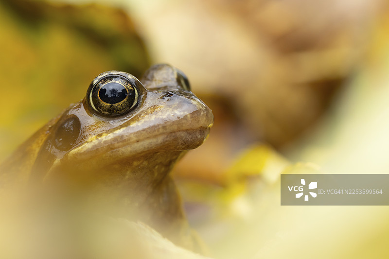 英国常见的成年蛙（Rana temporaria）在秋日落叶中图片素材