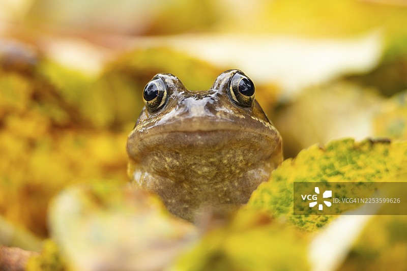 普通蛙（Rana temporaria）成体两栖动物，置身于英国英格兰的落叶秋叶中图片素材