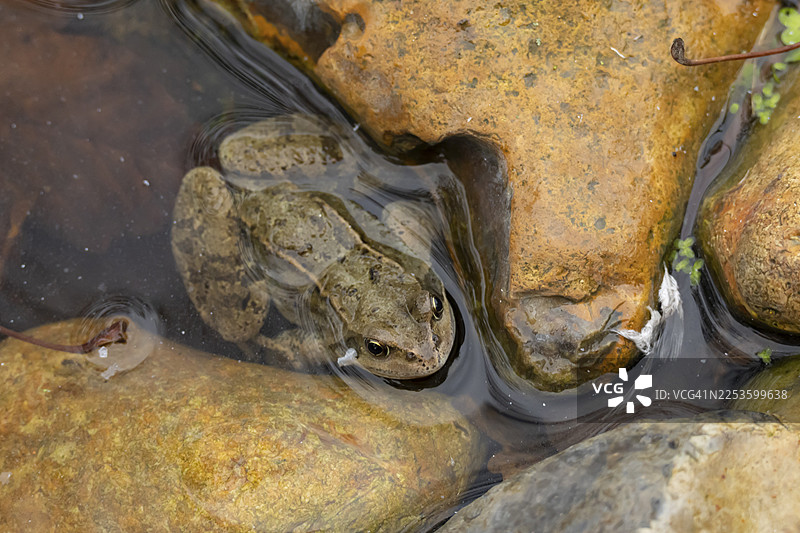英国花园池塘浅水中常见的成年青蛙（Rana temporaria）两栖动物图片素材
