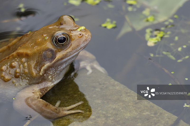 春天，英国英格兰花园池塘水面上的成年普通蛙（Rana temporaria）两栖动物图片素材