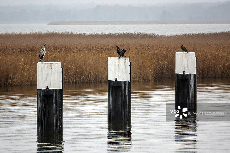 德国梅克伦堡-前波美拉尼亚州,菲施兰-达尔斯-辛格,前波美拉尼亚湾国家公园,辛格附近迈尼根桥的波登湖景观,灰鹭(Ardea cinerea)和鸬鹚(Phalacrocorax carbo)栖息在柱子上图片素材