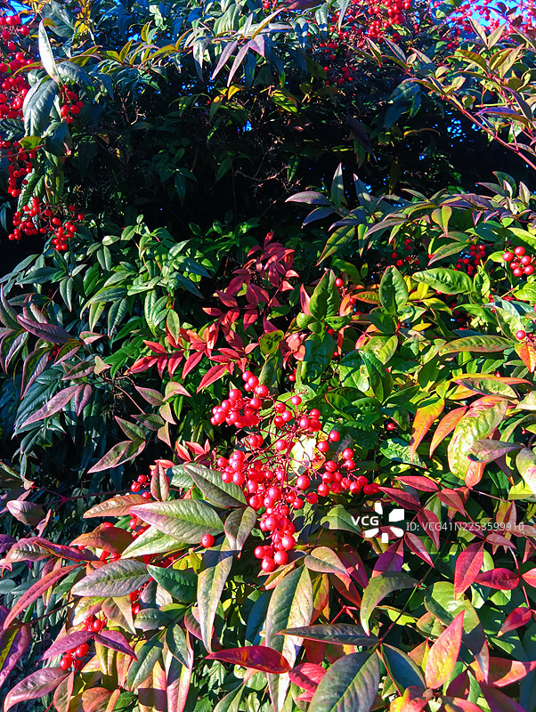 阳光明媚的日子里，南天竹红色浆果的特写图片素材