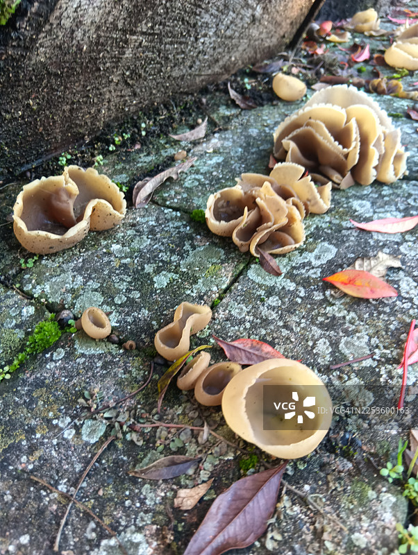 石地板上杯状子囊菌（Peziza varia）的特写。图片素材