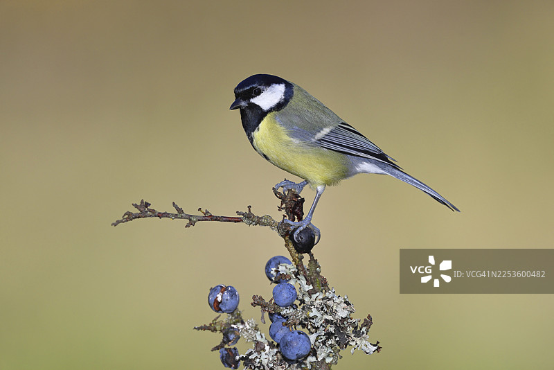 大山雀（Parus major），栖息在黑刺李（Prunus spinosa）的树枝上，果实成熟，秋季，野生动物，动物，山雀科，鸣禽，鸟类，德国北莱茵-威斯特法伦州威尔恩斯多夫图片素材