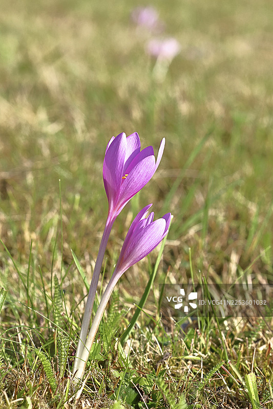 秋水仙(Colchicum autumnale),草甸中半开的花,濒危、受保护的有毒植物物种,本土自然,湿草甸,秋之信使,季节,秋季,球茎植物,有毒植物,威尔恩斯多夫,北莱茵-威斯特法伦州,德国图片素材