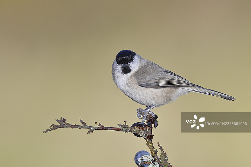 棕头鸦雀（Parus palustris）栖息在黑刺李（Prunus spinosa）灌木的树枝上，灌木上结有成熟的黑刺李果实，秋季，野生动物，动物，山雀科，歌鸟，鸟类，威尔恩斯多夫，北莱茵-威斯特法伦州，德国图片素材