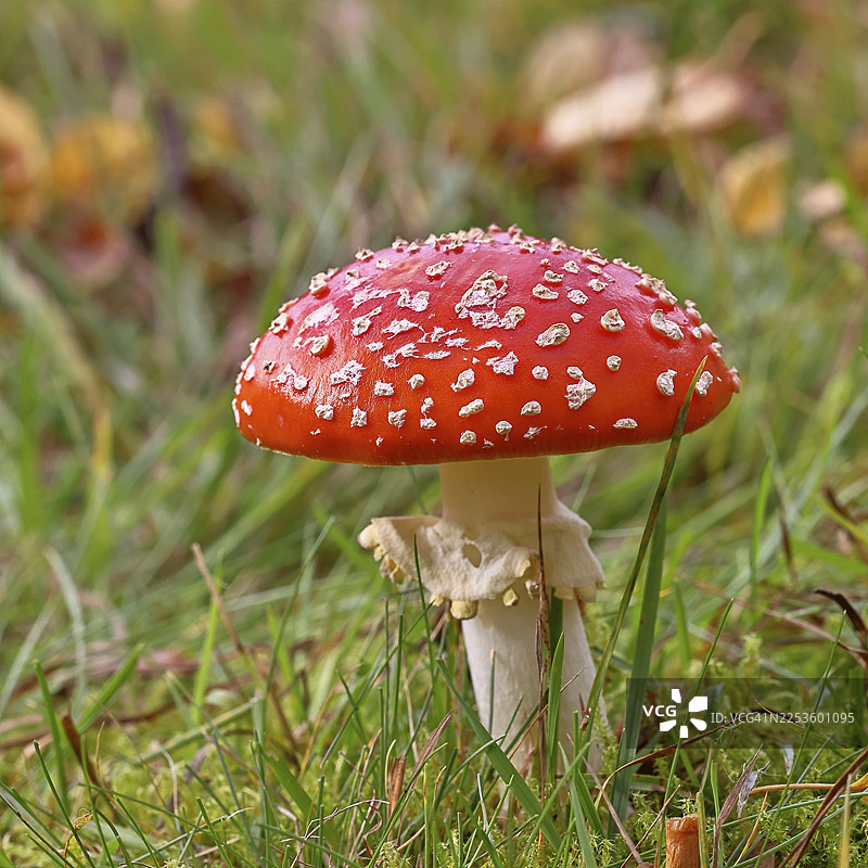 红盖伞（毒蝇伞），子实体，在草地上，特写，北威斯特法伦州威尔恩斯多夫，德国图片素材