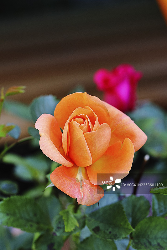 玫瑰（蔷薇属）花朵，橙色，在德国北莱茵-威斯特法伦州温斯多夫的花园中图片素材