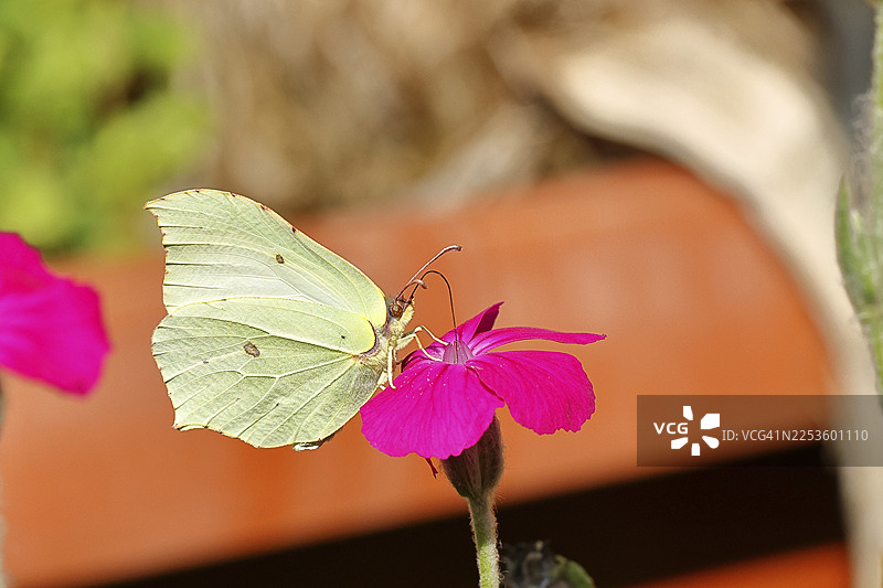 德国北莱茵-威斯特法伦州维尔恩斯多夫自然花园里的柠檬色蝴蝶（Gonepteryx rhamny）停在石竹（Lychnis coronaria）上图片素材