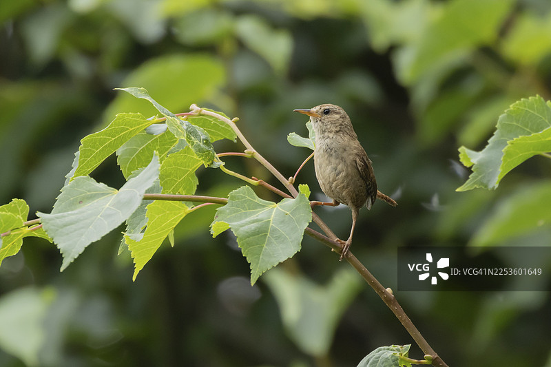 欧亚鹪鹩（Troglodytes troglodytes）成鸟，夏季在英格兰、英国的树枝上图片素材