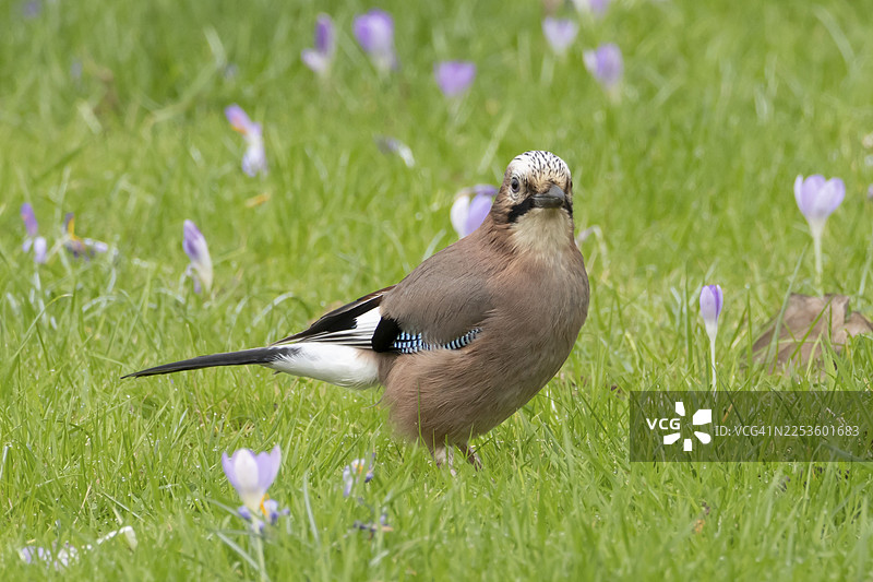 一只欧亚鸲（Garrulus glandarius）成鸟在春天的英格兰、英国的花园草坪上，旁边有番红花盛开。图片素材