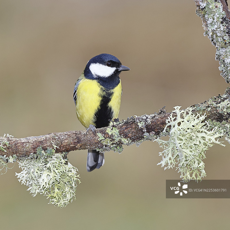 大山雀（Parus major）栖息在长满苔藓和地衣的树枝上，野生动物，动物，鸟类，山雀，韦尔恩斯多夫，北莱茵-威斯特法伦州，德国图片素材