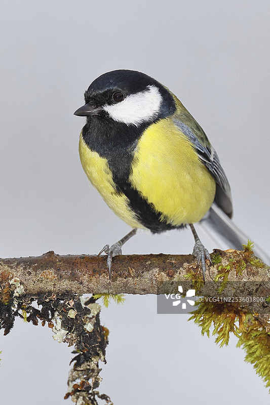 大山雀（Parus major），栖息在长满苔藓和地衣的树枝上，野生动物，动物，鸟类，山雀，威尔恩斯多夫，北莱茵-威斯特法伦州，德国图片素材