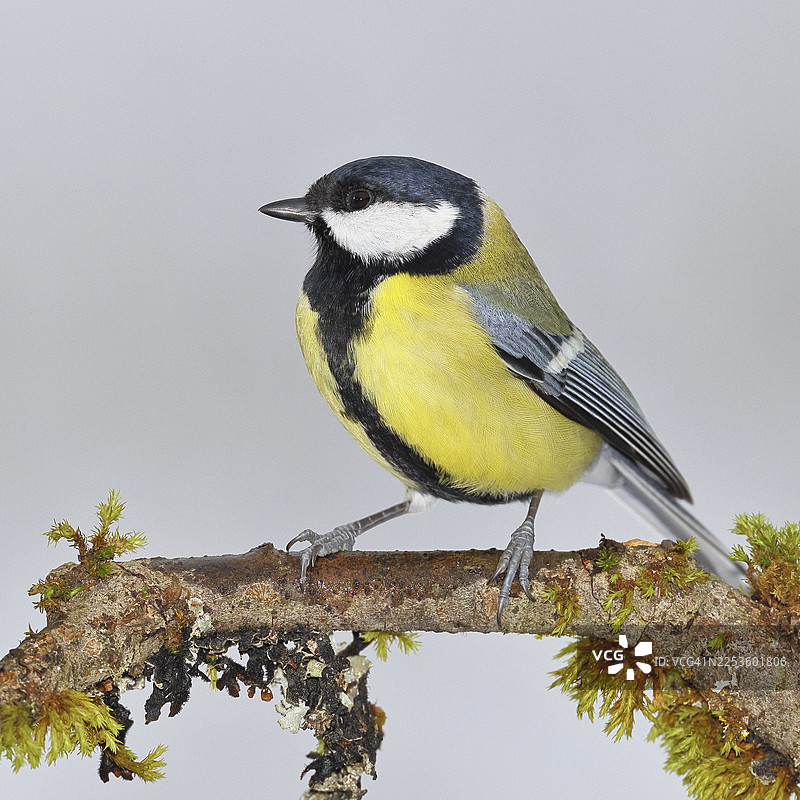 大山雀（Parus major），栖息在被苔藓和地衣覆盖的树枝上，野生动物，动物，鸟类，山雀，维尔恩斯多夫，北莱茵-威斯特法伦州，德国图片素材