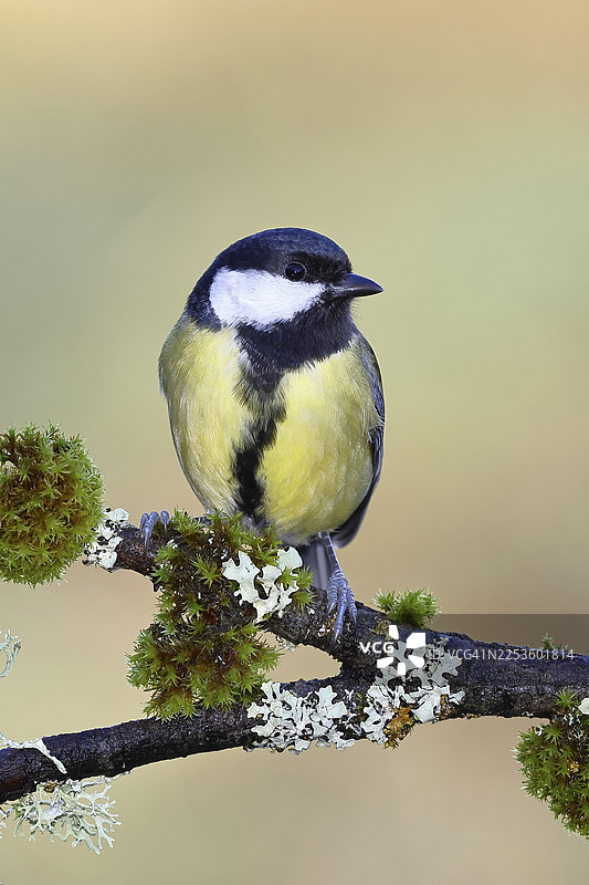大山雀（Parus major），栖息在苔藓和地衣缠绕的树枝上，野生动物，动物，鸟类，山雀，维尔恩斯多夫，北莱茵-威斯特法伦州，德国图片素材