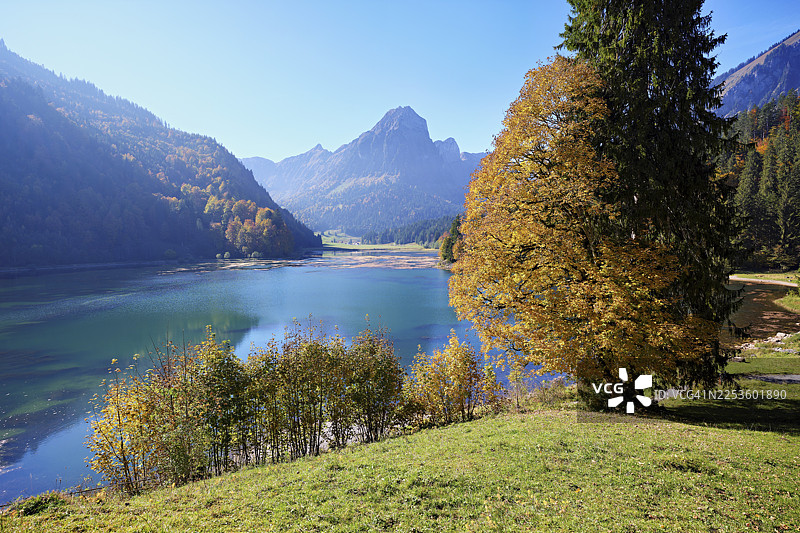 瑞士格拉鲁斯州内费尔斯上湖的秋季色彩的欧洲梧桐枫（假叶槭）图片素材