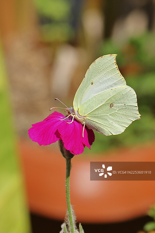 德国北莱茵-威斯特法伦州维尔恩斯多夫自然花园中的柠檬黄蝴蝶（Gonepteryx rhamny）停在石竹（Lychnis coronaria）上图片素材