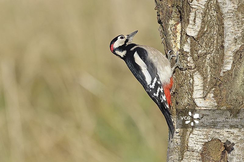 大斑啄木鸟(Dendrocopus major)雄鸟,在桦树(Betula pendula)树干上觅食,野生动物,啄木鸟,自然摄影,秋季,德国北莱茵-威斯特法伦州威尔恩斯多夫图片素材