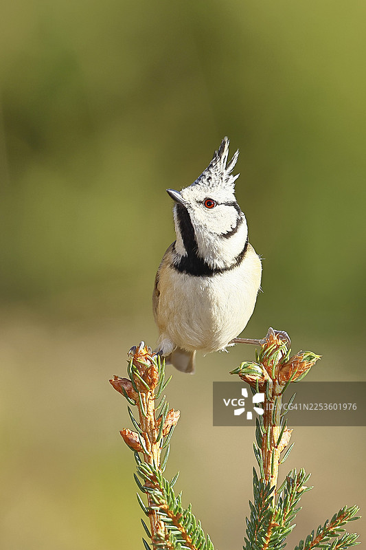 冠斑鹟（Lophophanes cristatus），栖息于一棵年轻的云杉，欧洲云杉（Picea abies），德国北莱茵-威斯特法伦州威尔恩斯多夫图片素材