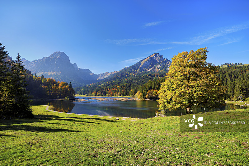 秋季色彩的欧洲七叶树（假叶七叶树），瑞士格拉鲁斯州内费尔斯上湖图片素材