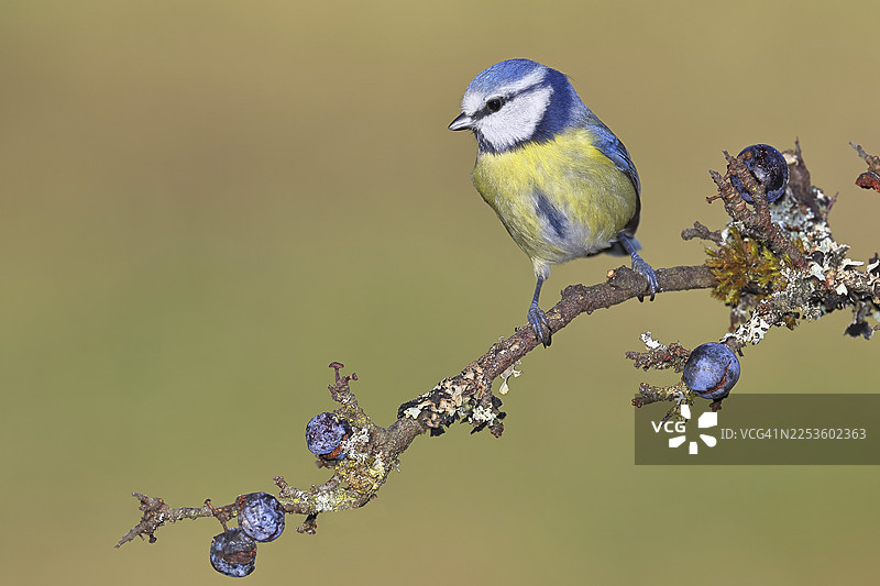 蓝鹪鹩（Parus caeruleus），栖息在黑刺李（Prunus spinosa）的树枝上，果实成熟，秋季，野生动物，动物，鹪鹩科，鸣禽，鸟类，德国北莱茵-威斯特法伦州塔尔施泰特图片素材