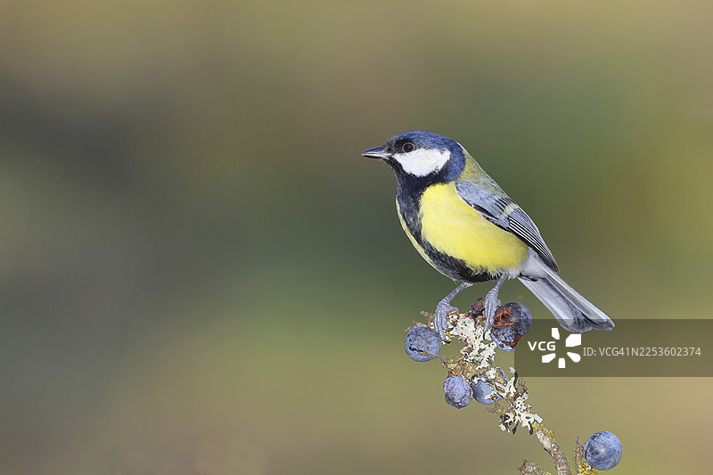 大山雀（Parus major），栖息在黑刺李（Prunus spinosa）的树枝上，果实成熟，秋季，野生动物，动物，山雀科，鸣禽，鸟类，威尔恩斯多夫，北莱茵-威斯特法伦州，德国图片素材
