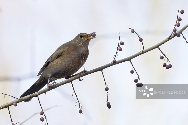 一只雌性乌鸫（Turdus merula）嘴里叼着浆果，栖息在秋季环境的树枝上，地点为德国黑森州。图片素材