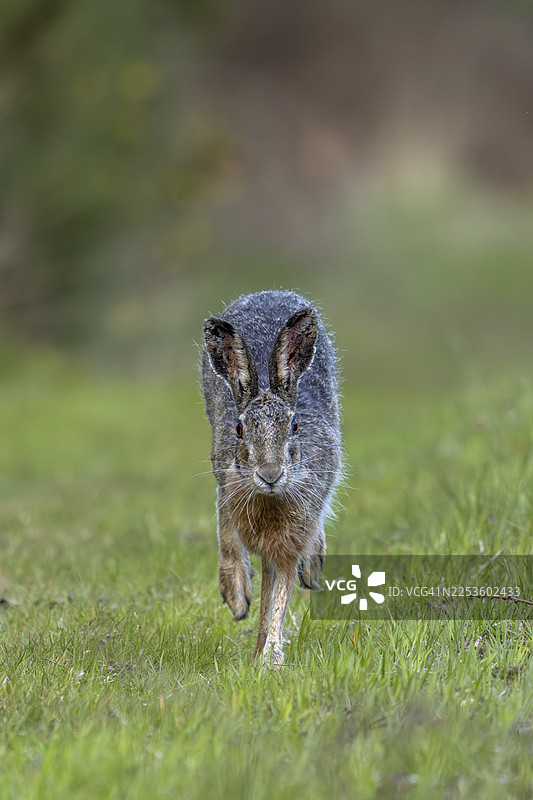 傍晚时分，棕色野兔（Lepus europaeus）离开森林中的巢穴，跳向附近的草地，正面视角，丹麦图片素材