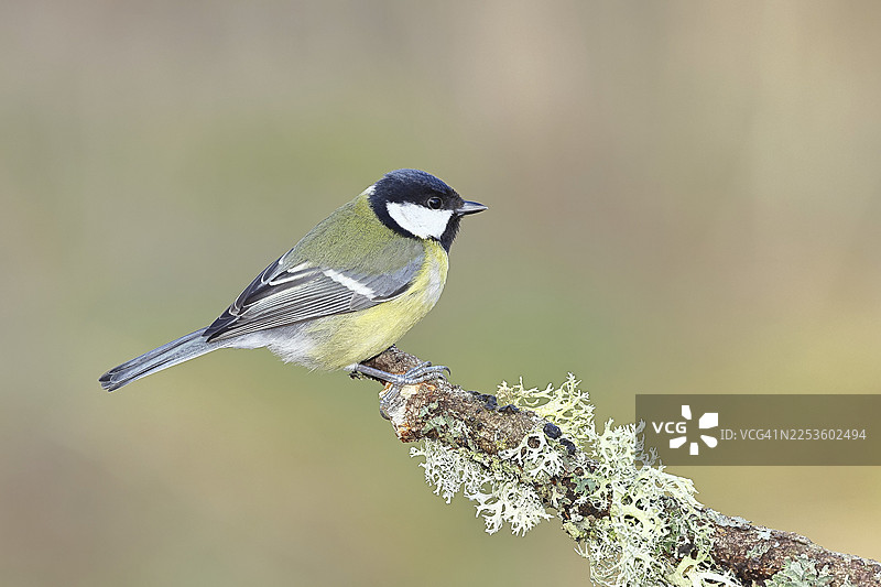 大山雀（Parus major）栖息在覆盖着苔藓和地衣的树枝上，野生动物，动物，鸟类，山雀，维尔恩斯多夫，北莱茵-威斯特法伦州，德国图片素材
