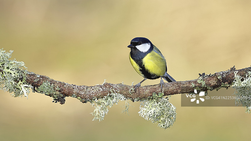 大山雀（Parus major），栖息在长满苔藓和地衣的树枝上，野生动物，动物，鸟类，山雀，威尔恩斯多夫，北莱茵-威斯特法伦州，德国图片素材