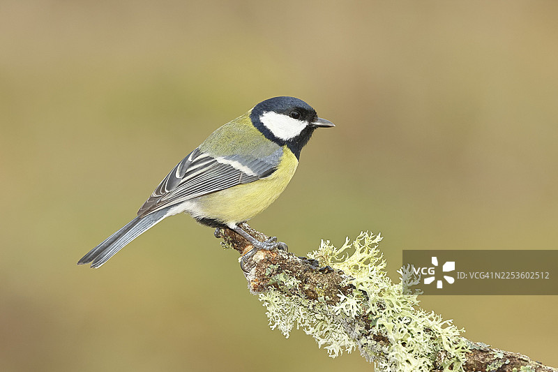 大山雀（Parus major），栖息在苔藓和地衣丛生的树枝上，野生动物，动物，鸟类，山雀，威尔恩斯多夫，北莱茵-威斯特法伦州，德国图片素材