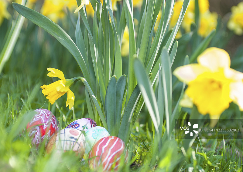 五颜六色的手绘复活节彩蛋,在春意盎然的花草地上,黄色水仙花或水仙花(Narcissus spec.)下,水仙花绽放,复活节彩蛋,彩蛋,蛋,色彩,多彩,手绘,绘画,欢快,草地,草甸,喜悦,花园图片素材