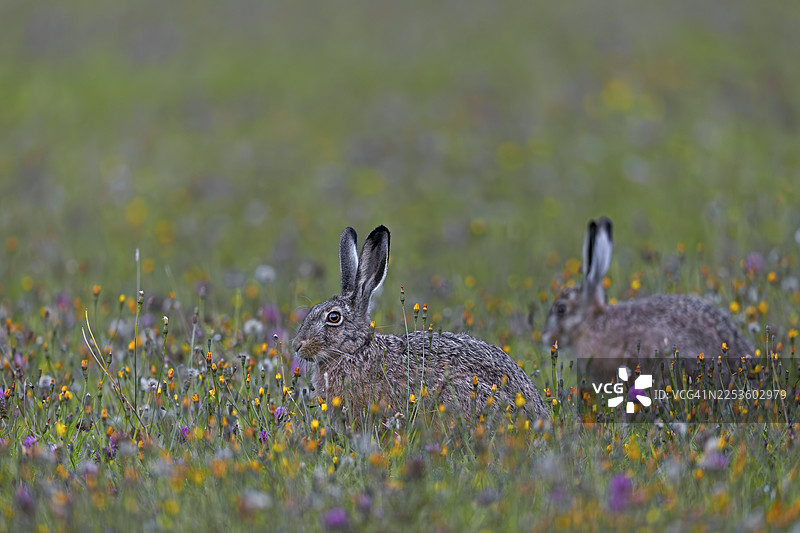 一张充满喜悦的照片，两只棕色野兔（Lepus europaeus）在德国野花草甸的众多彩色花朵之间图片素材