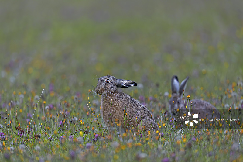棕色野兔（Lepus europaeus）在感到不受打扰时，会经常中断进食，并采取一些有趣的姿势，德国图片素材