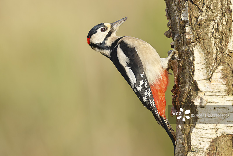 大斑啄木鸟(Dendrocopus major),雄性,在欧洲白桦(Betula pendula)树干上觅食,野生动物,啄木鸟,自然摄影,秋季,德国北莱茵-威斯特法伦州威尔恩斯多夫图片素材