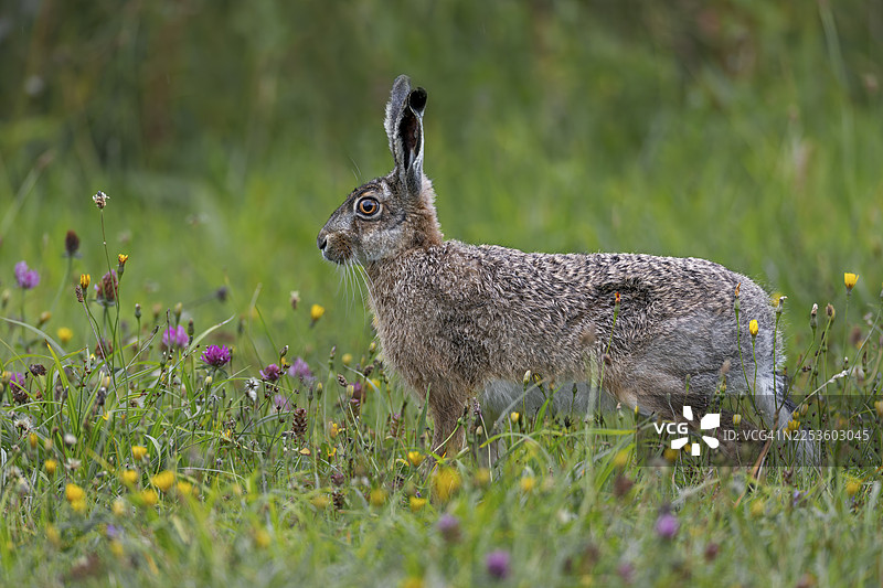 德国北海沿岸越来越多野花草甸，深受欧洲野兔（Lepus europaeus）等动物物种的喜爱图片素材