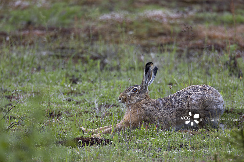 当野兔（Lepus europaeus）在不受打扰的情况下结束休息时，它们通常会在德国进行大幅度的伸展四肢图片素材