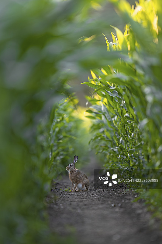 欧洲野兔（Lepus europaeus）在德国玉米地里的拖拉机轨道上坐着图片素材