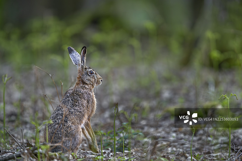 在森林中罕见地近距离拍摄到一只野兔（Lepus europaeus），德国图片素材