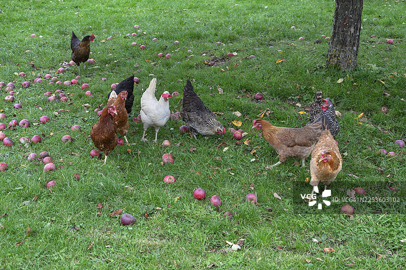草地上的鸡（家禽）和落下的苹果（苹果属），德国巴伐利亚州上弗兰肯地区莫尔什罗伊特图片素材