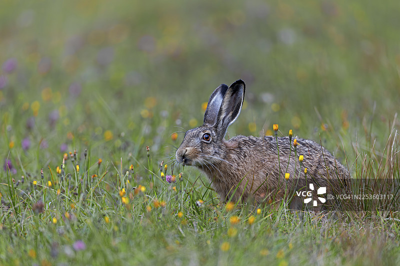 德国的野花草甸中有丰富的食物供应，这使得野兔（Lepus europaeus）能够选择性地挑选和食用某些植物。图片素材