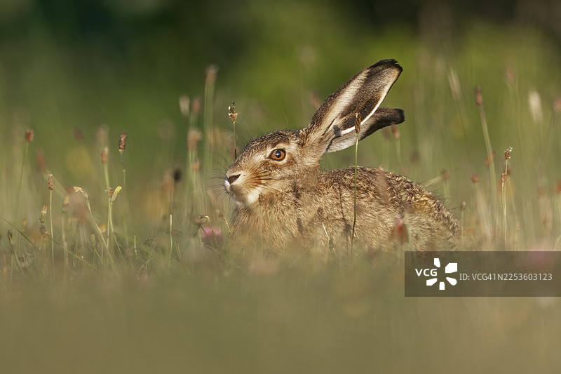 一只棕色野兔（Lepus europaeus）在德国享受着傍晚的最后几缕阳光图片素材