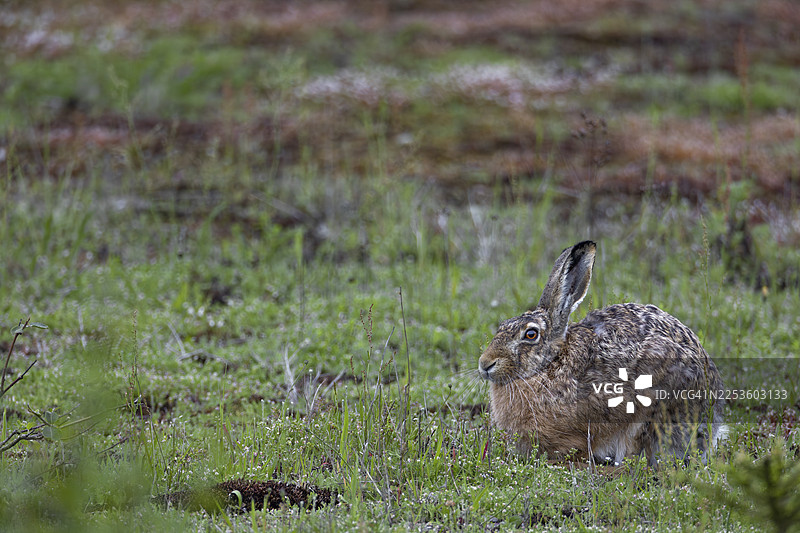 一只棕色野兔（Lepus europaeus）恰好在我面前停下休息，这真是一个幸运的巧合，地点：德国图片素材