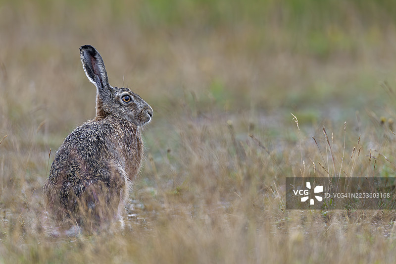 一只悠闲的棕色野兔（Lepus europaeus），德国图片素材