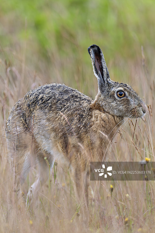 棕色野兔（Lepus europaeus）在德国觅食时常会停下来伸展身体图片素材