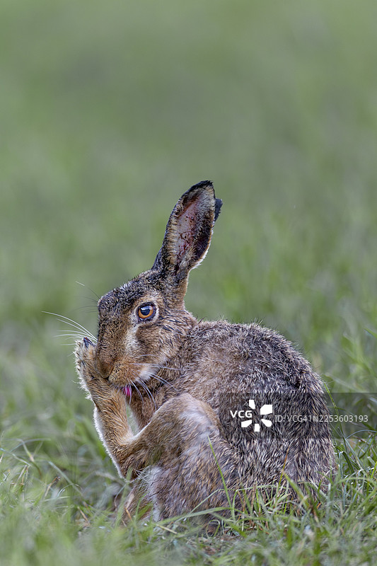 雨后，一只欧洲野兔（Lepus europaeus）正在德国梳理毛发图片素材