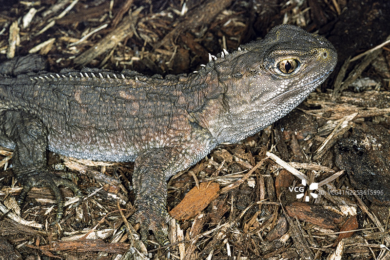 喙头蜥图片素材